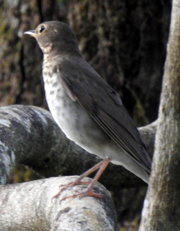 Swainson's Thrush - ML320023231