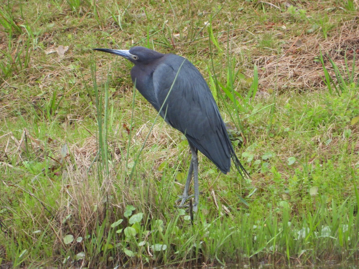 Little Blue Heron - Gordon Rahmes