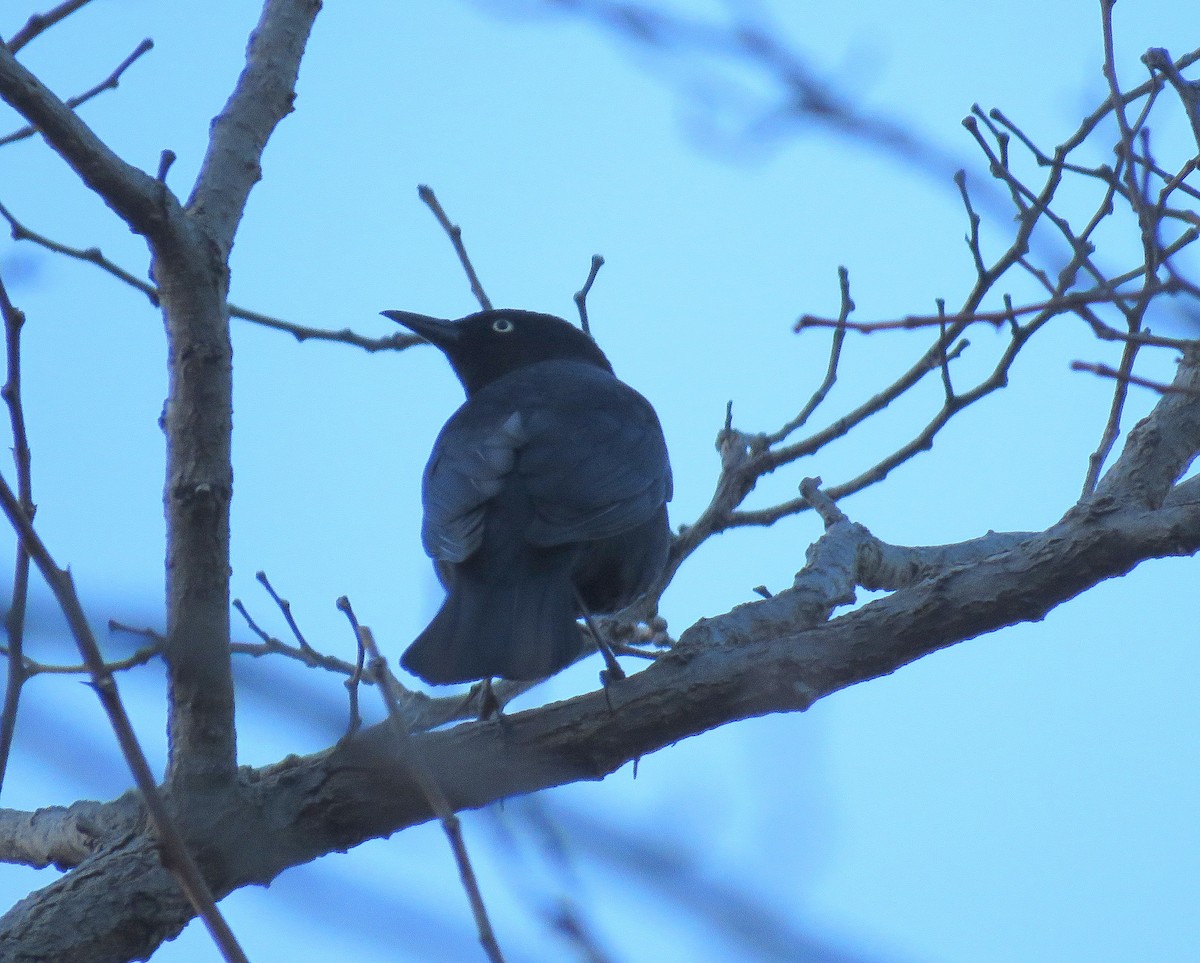 Rusty Blackbird - ML320027611