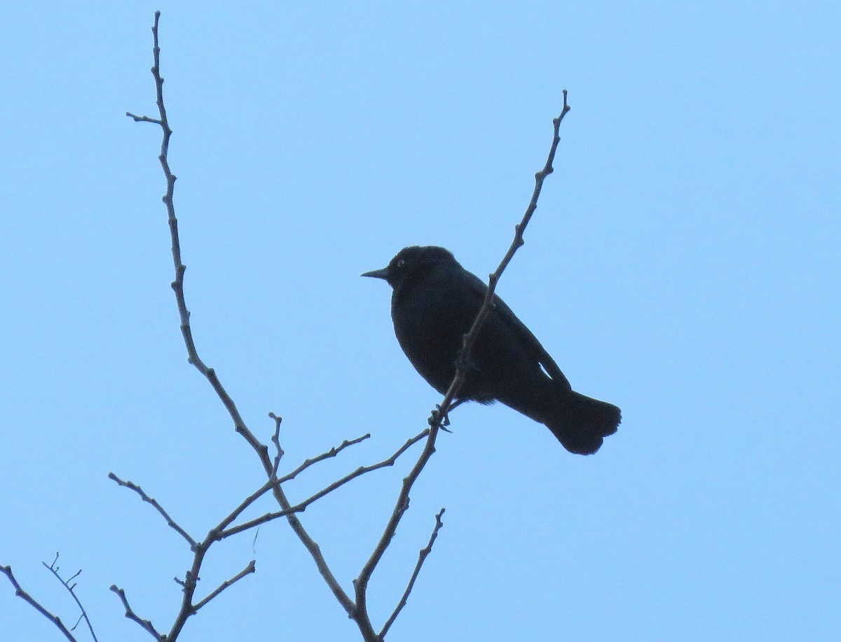 Rusty Blackbird - ML320027701