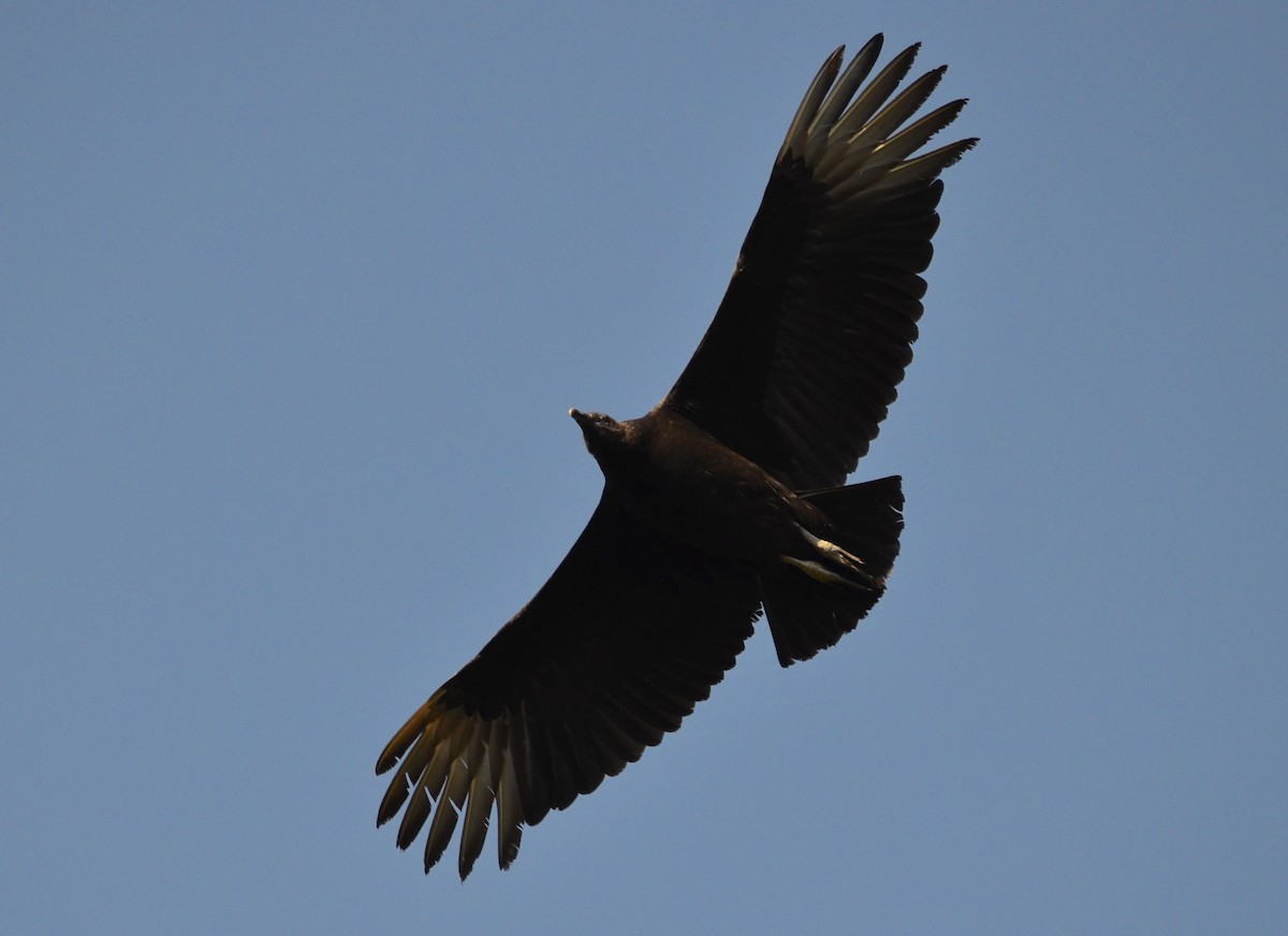 Black Vulture - Christine Snitkin