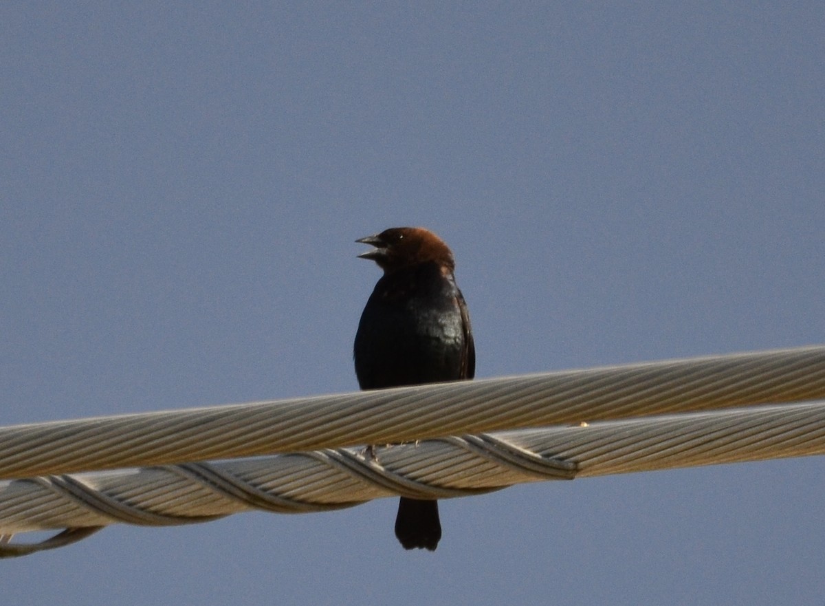 Brown-headed Cowbird - Christine Snitkin