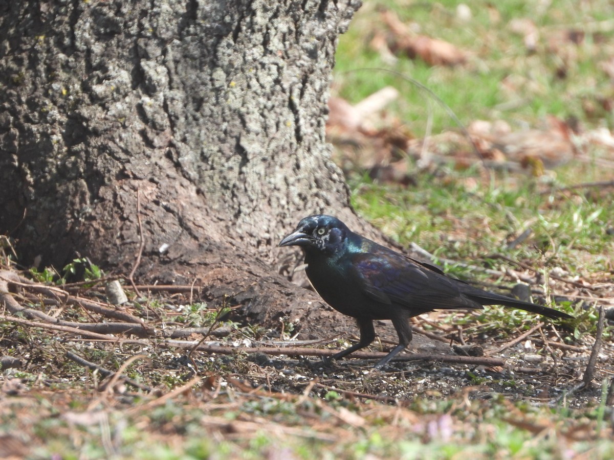 Common Grackle - ML320031701