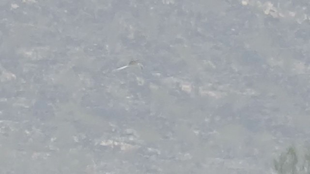 White-tailed Kite - ML320031791