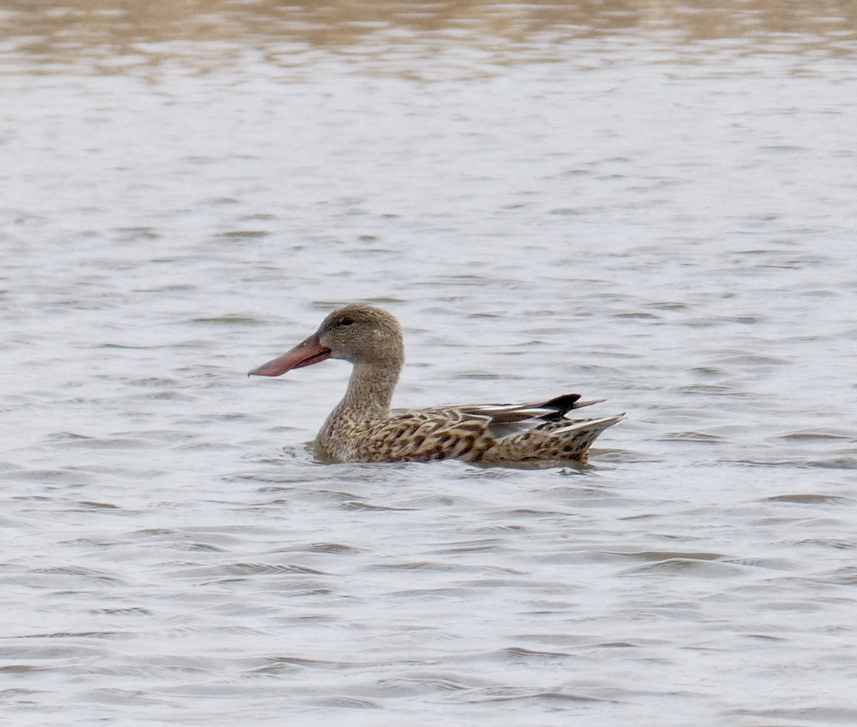 Northern Shoveler - Kathleen Restrick