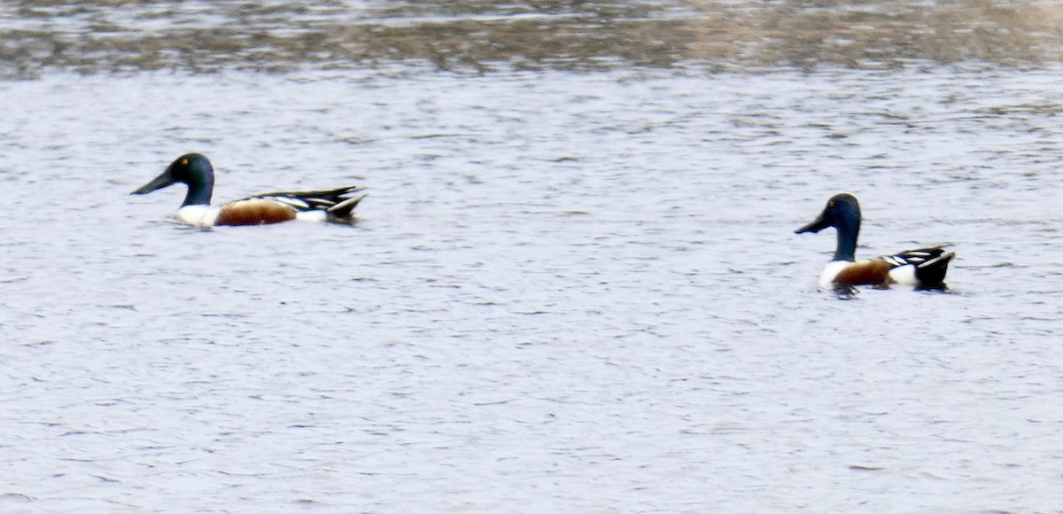 Northern Shoveler - Kathleen Restrick