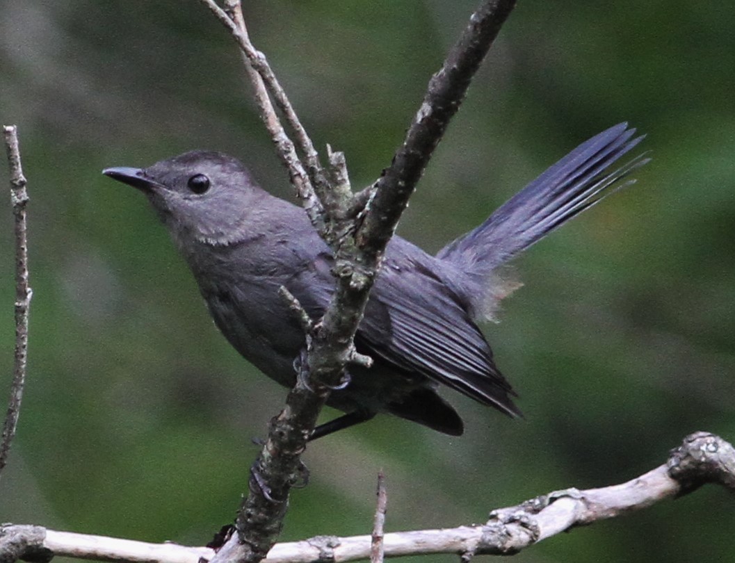 Gray Catbird - ML32003471