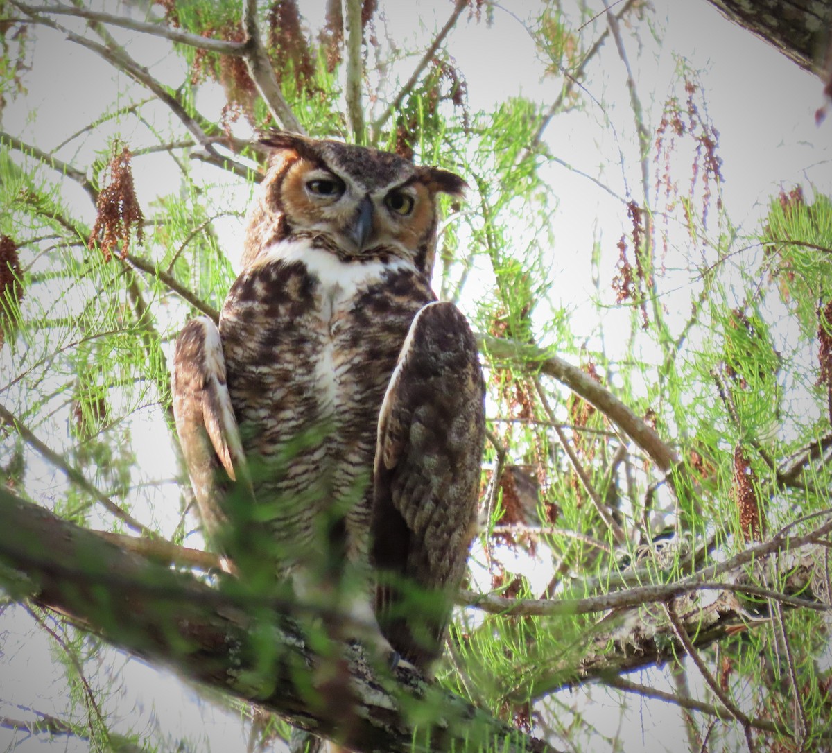 Great Horned Owl - ML320035101