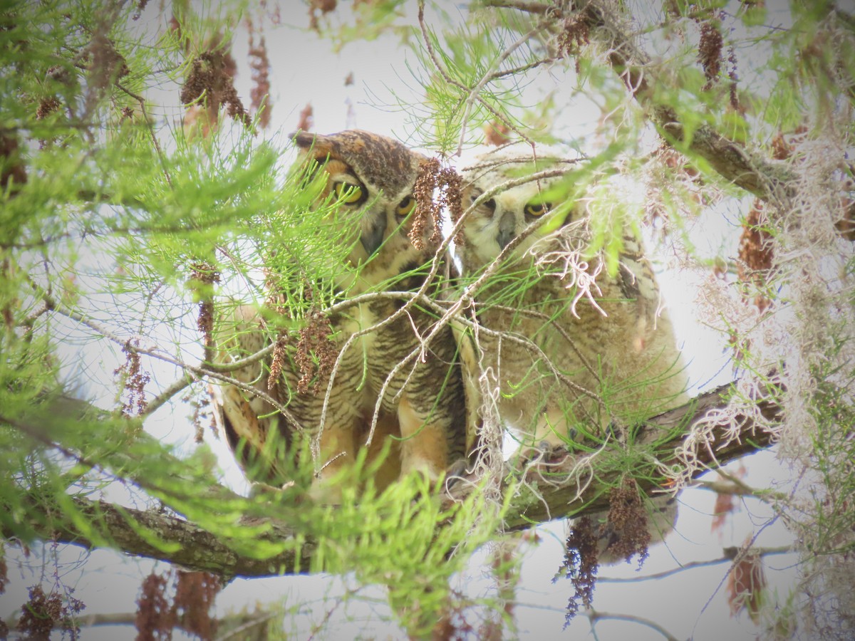 Great Horned Owl - ML320035161