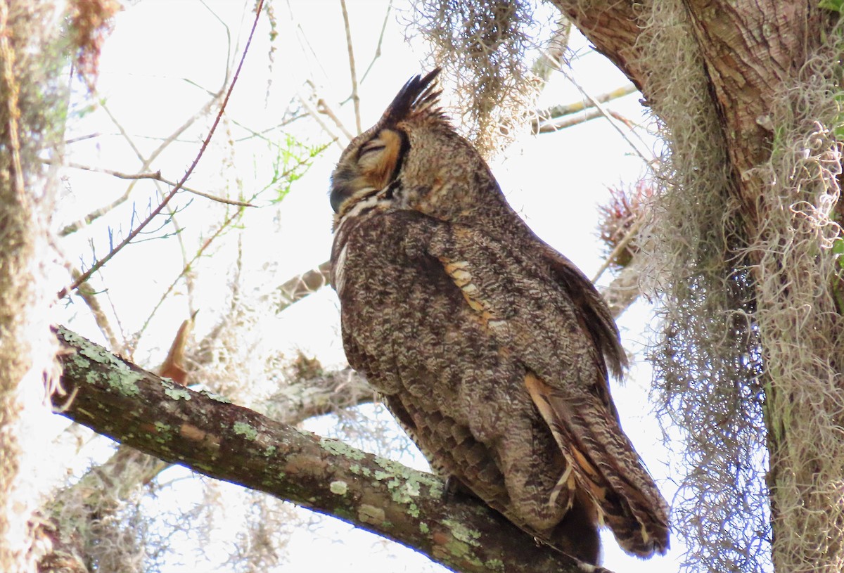 Great Horned Owl - ML320035191