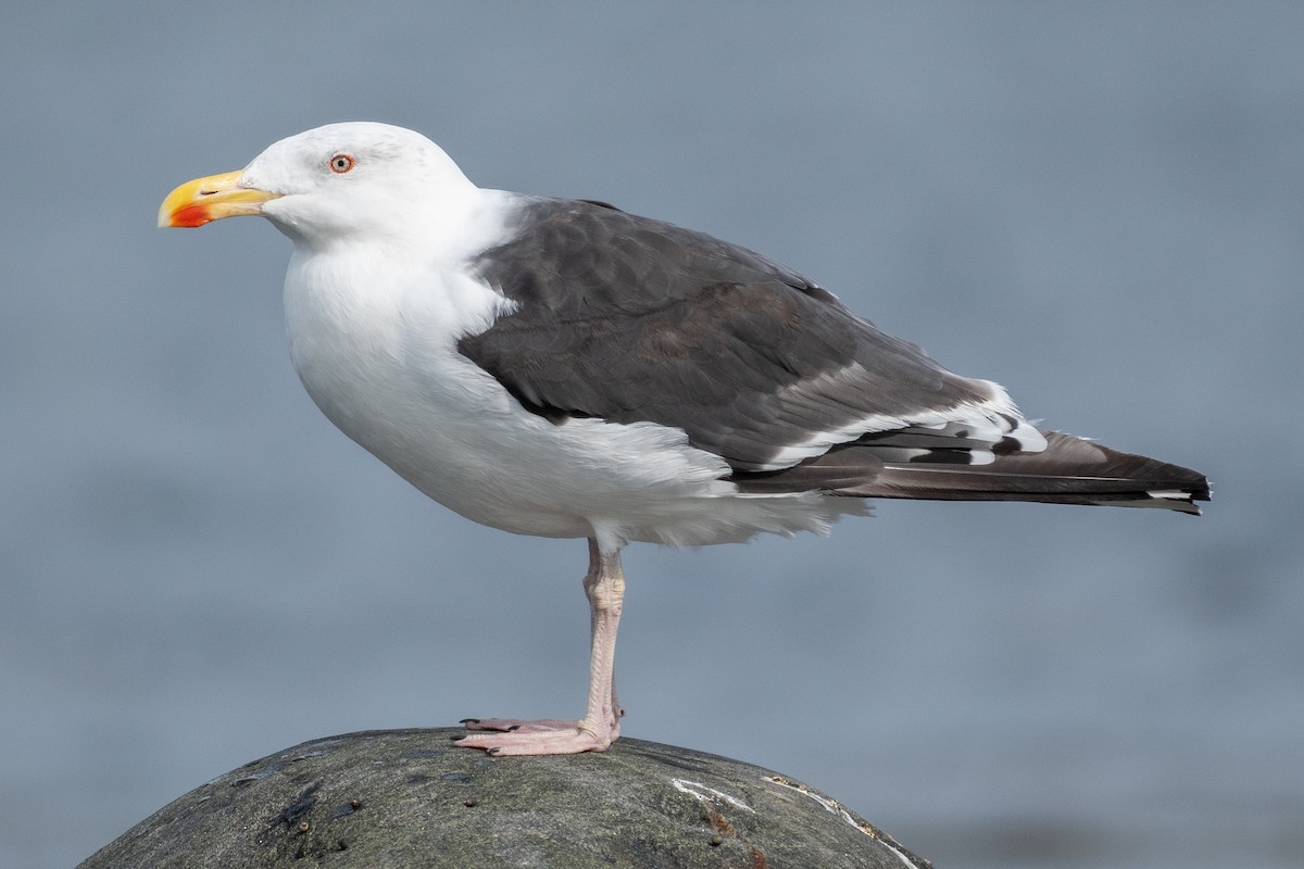 Great Black-backed Gull - ML320036171