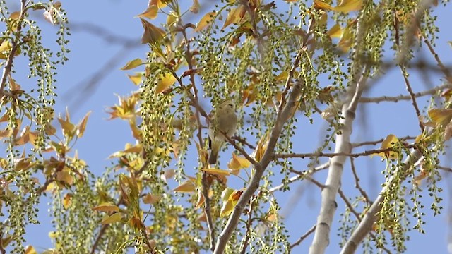 Iberian Chiffchaff - ML320036431