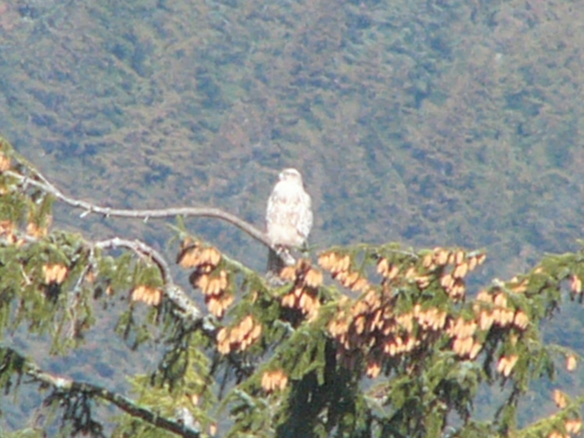 Gyrfalcon - ML320037741