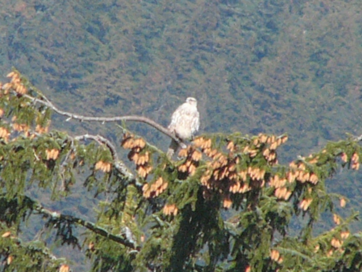 Gyrfalcon - Patty Rose