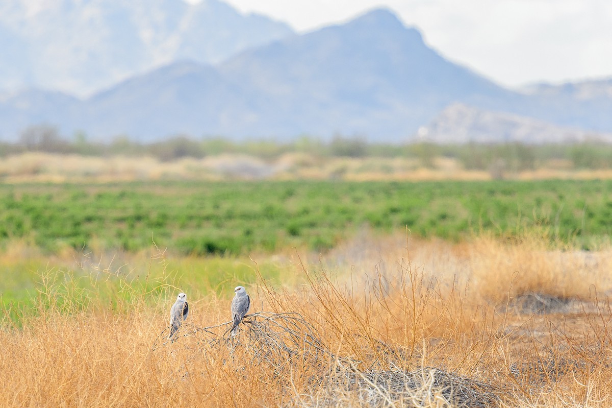 White-tailed Kite - Michael Smith