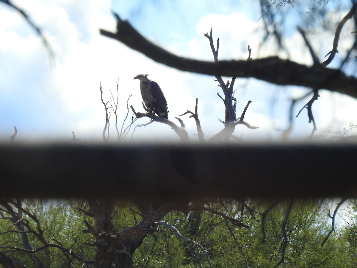 Chaco Eagle - ML320038961
