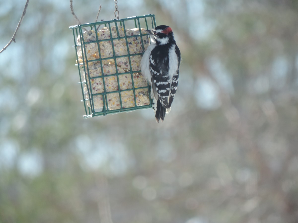 Downy Woodpecker - ML320039901