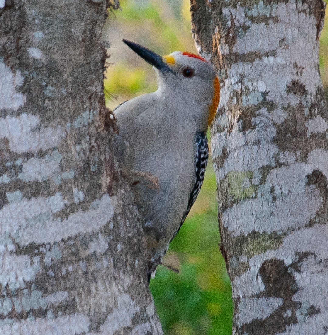 Golden-fronted Woodpecker - Graham Smith