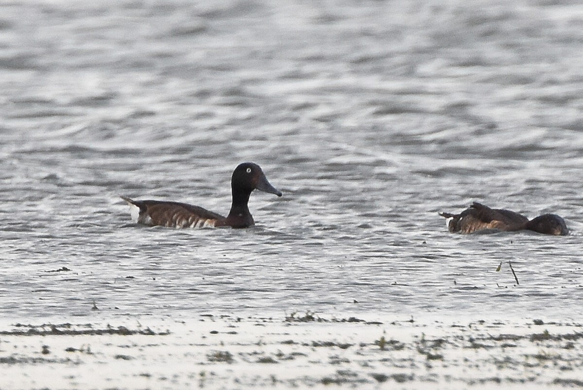 Baer's Pochard - ML32004281