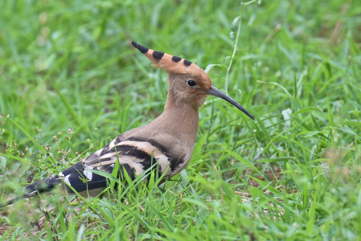 Eurasian Hoopoe - ML32004351