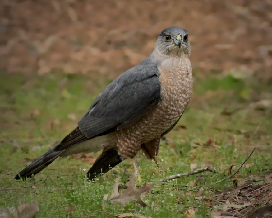 Cooper's Hawk - ML320043691