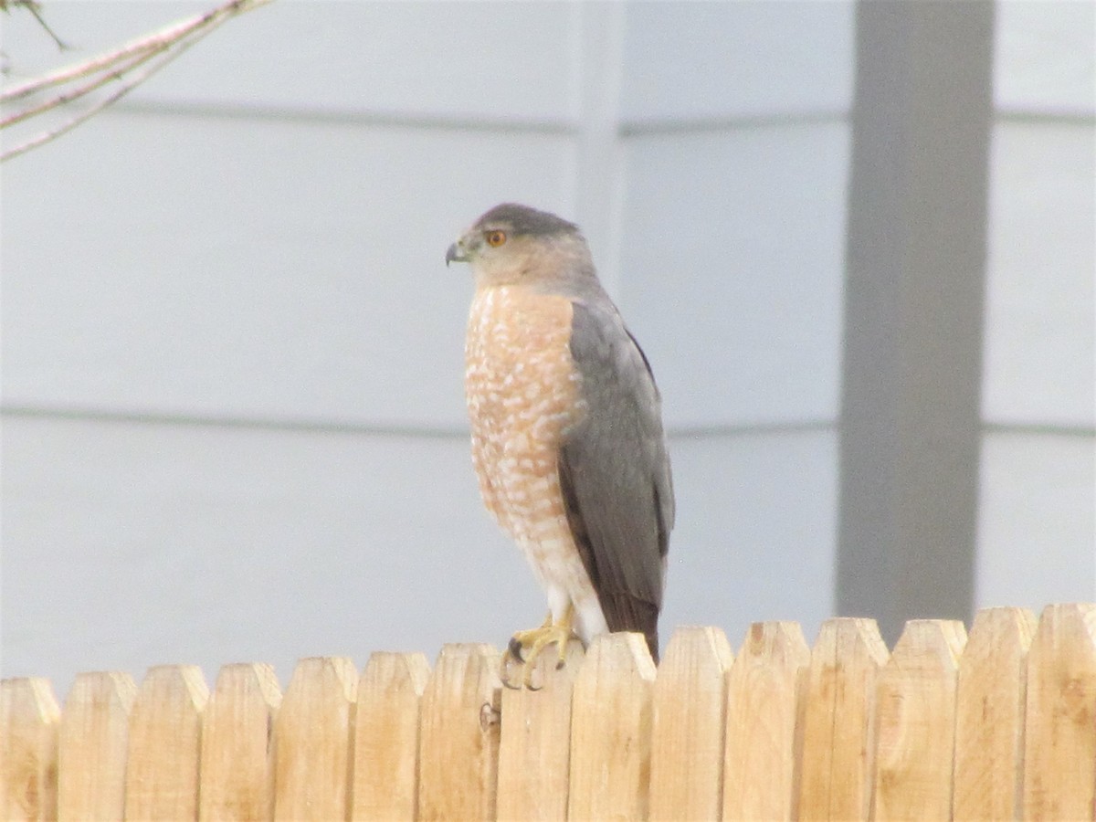 Cooper's Hawk - ML320045631