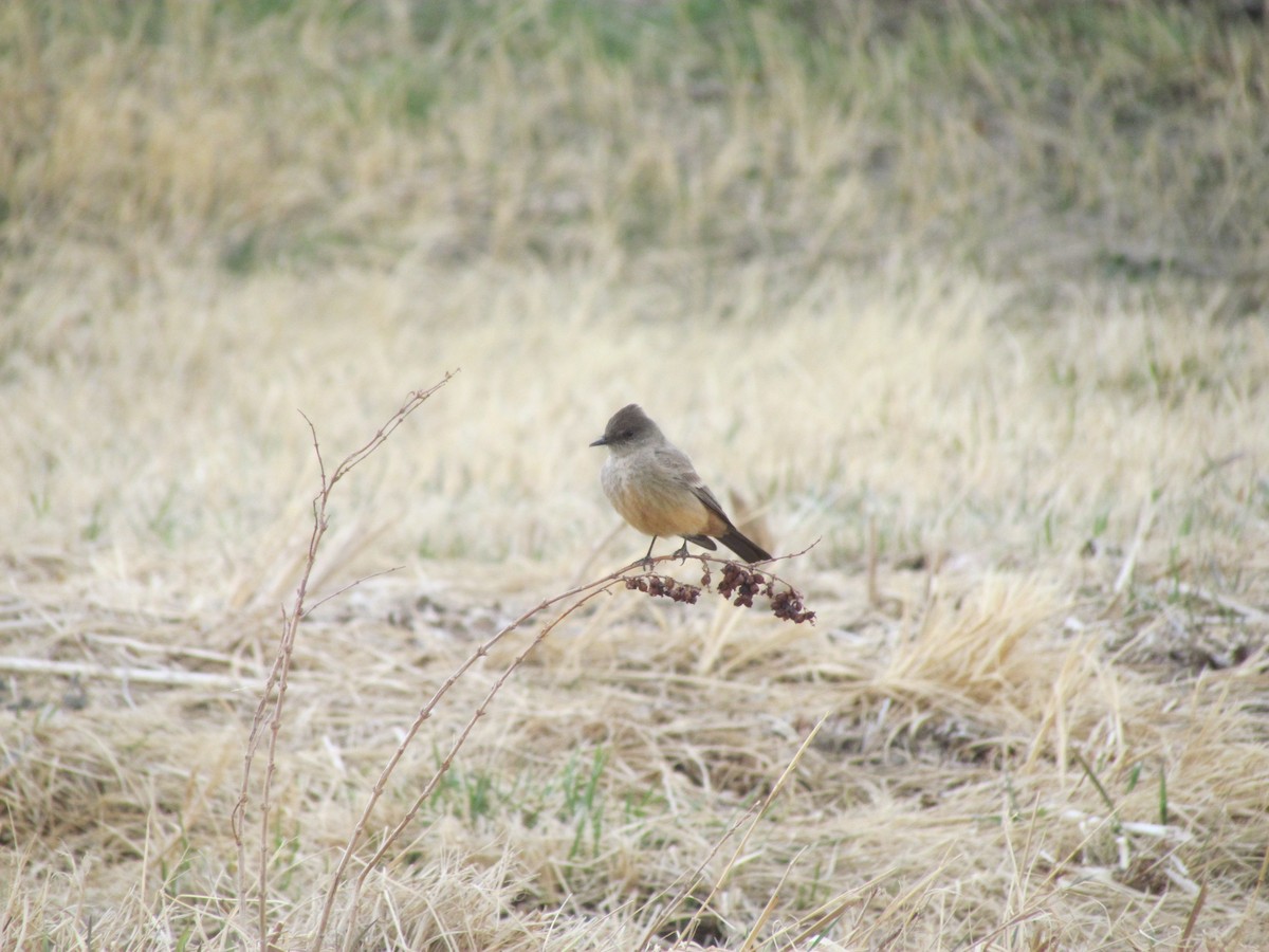 Say's Phoebe - ML320045771