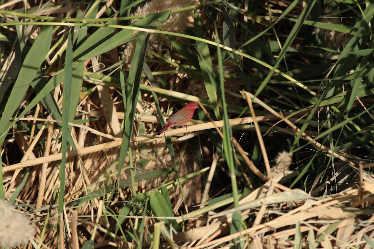 Red-billed Firefinch - ML32004831