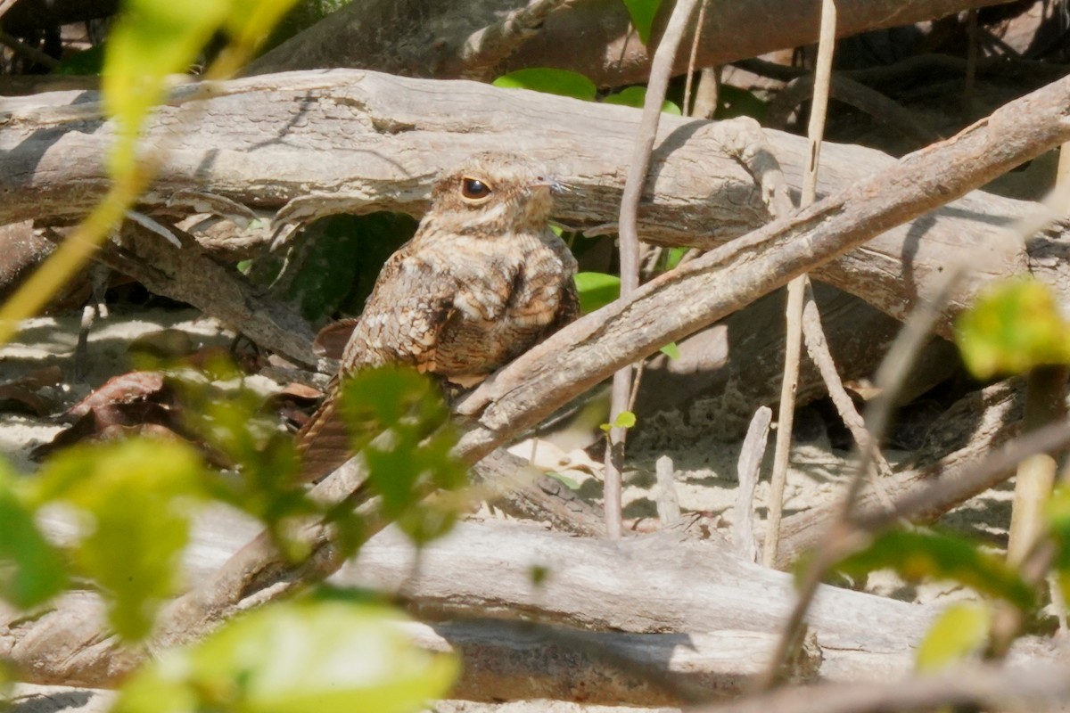 Ladder-tailed Nightjar - ML320048581