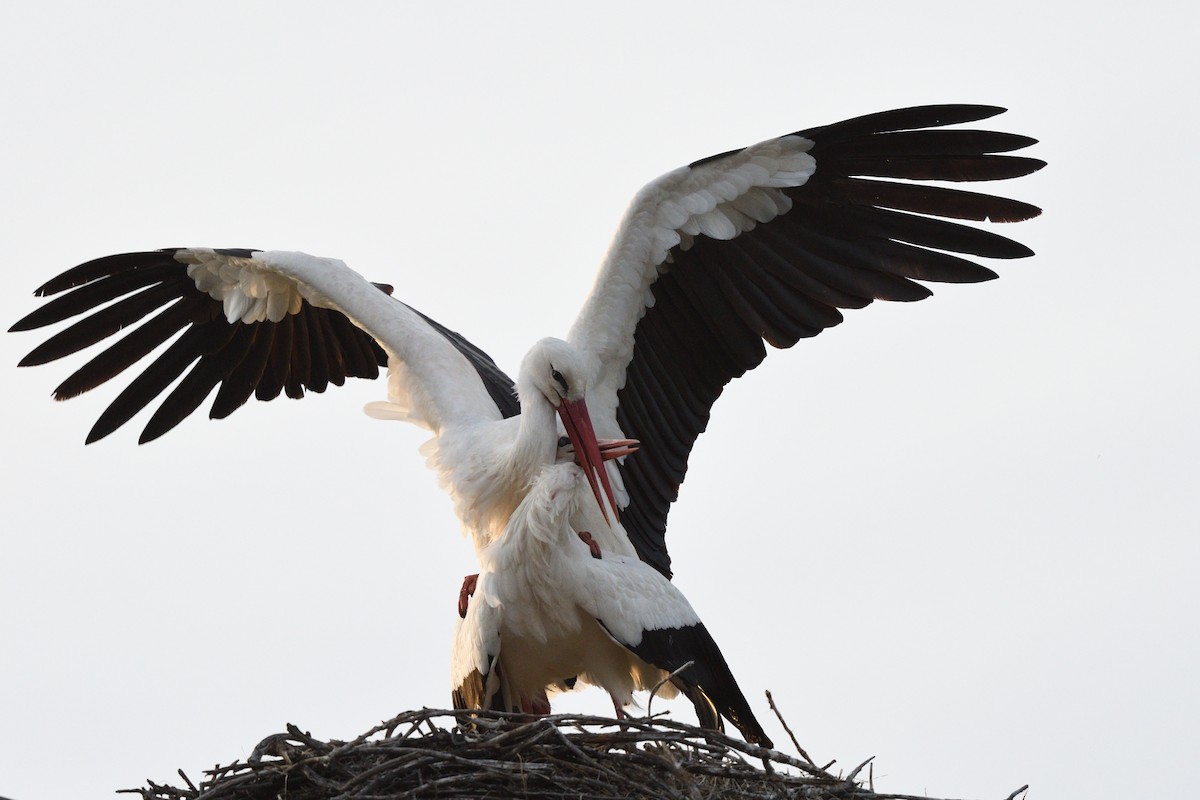 White Stork - ML320048961