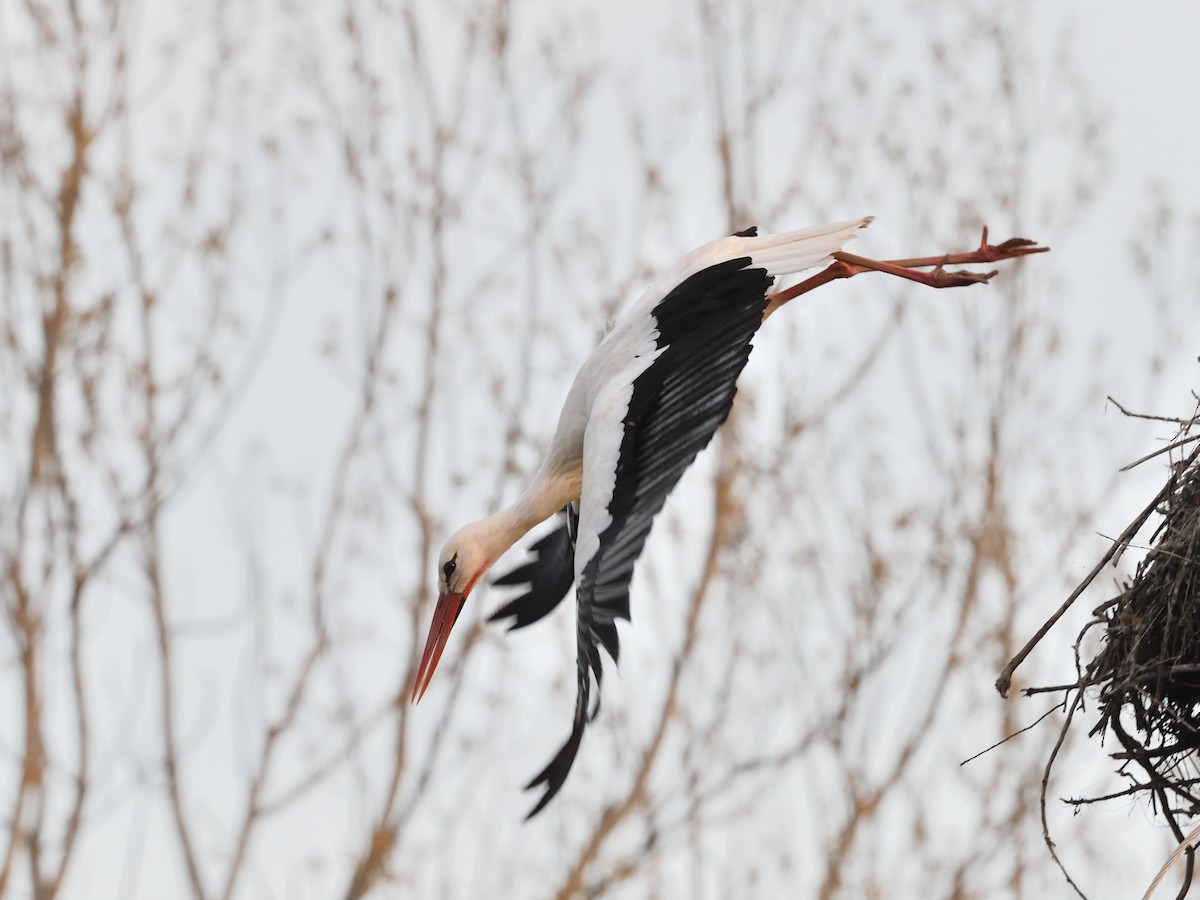 White Stork - ML320048981