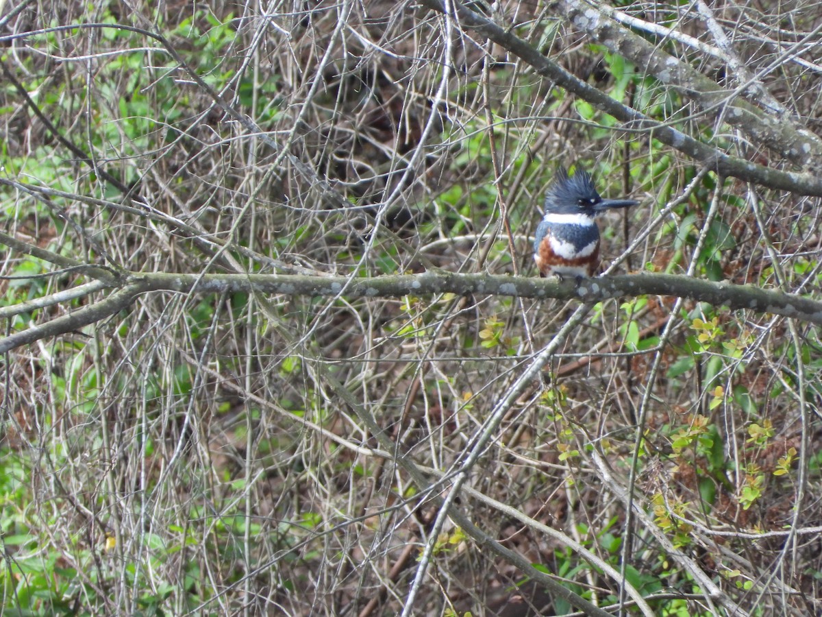 Belted Kingfisher - ML320049551