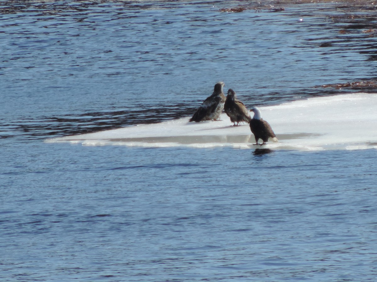 Bald Eagle - ML320050161