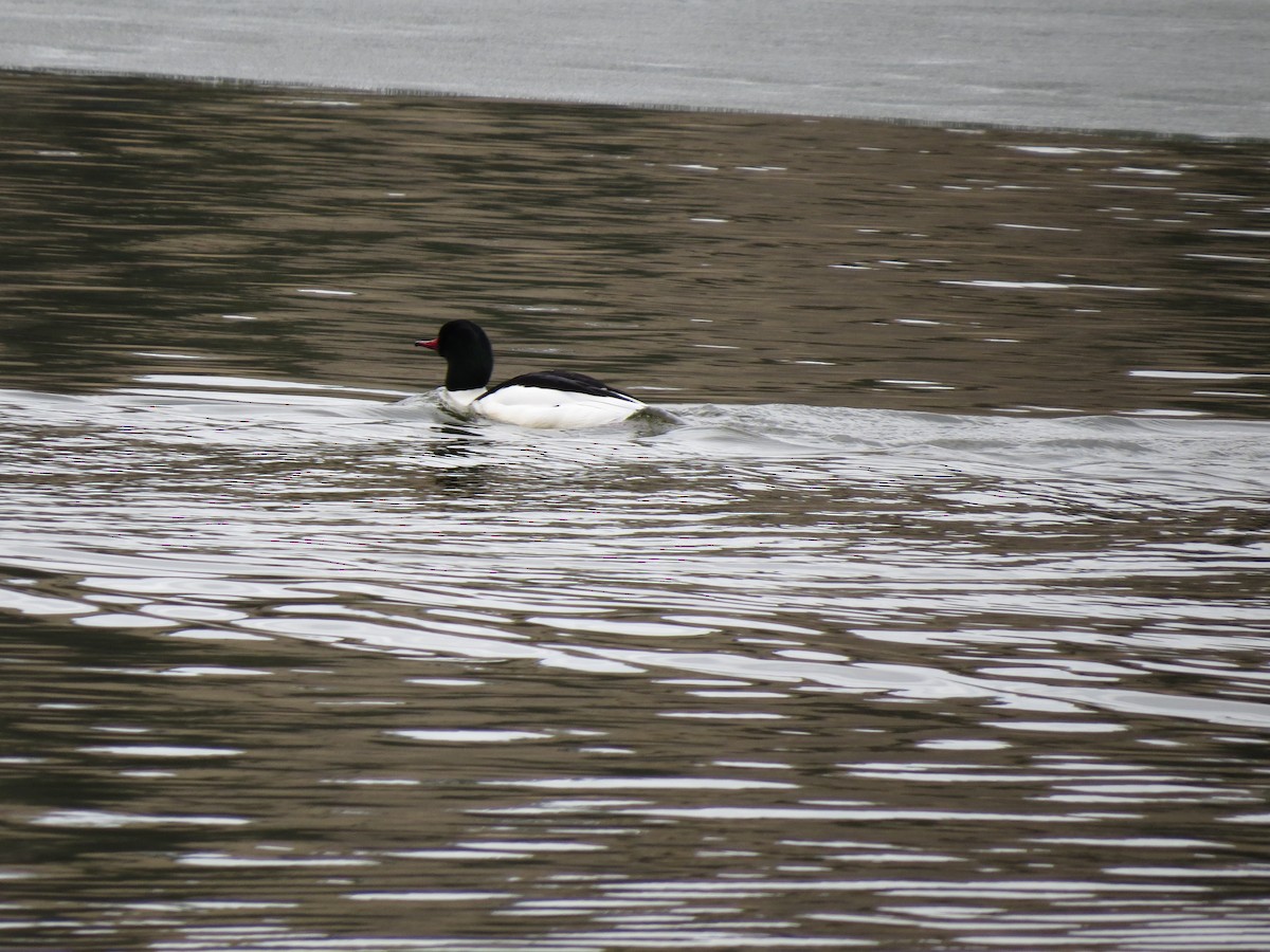 Common Merganser - ML320050201