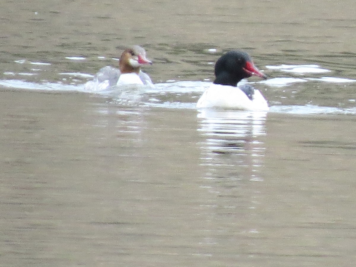 Common Merganser - ML320050231