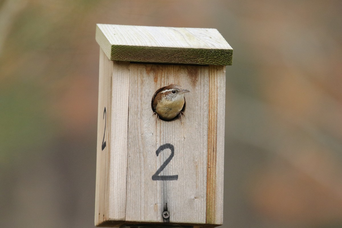 Carolina Wren - ML320051561