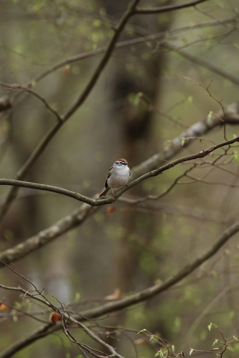 Chipping Sparrow - ML320052181