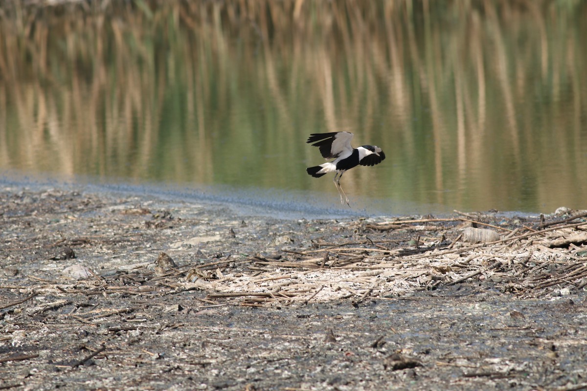 Spur-winged Lapwing - ML32005461