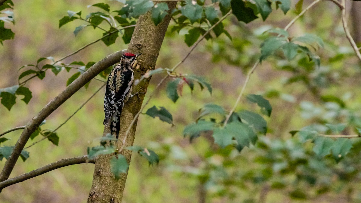 Yellow-bellied Sapsucker - ML320054641