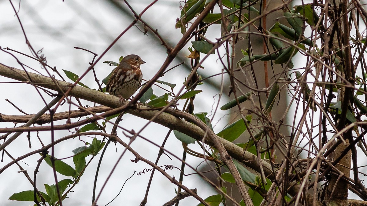 Fox Sparrow - ML320054711