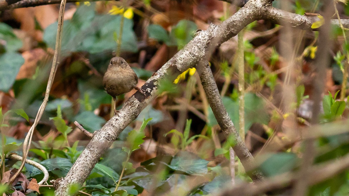 Winter Wren - ML320054721