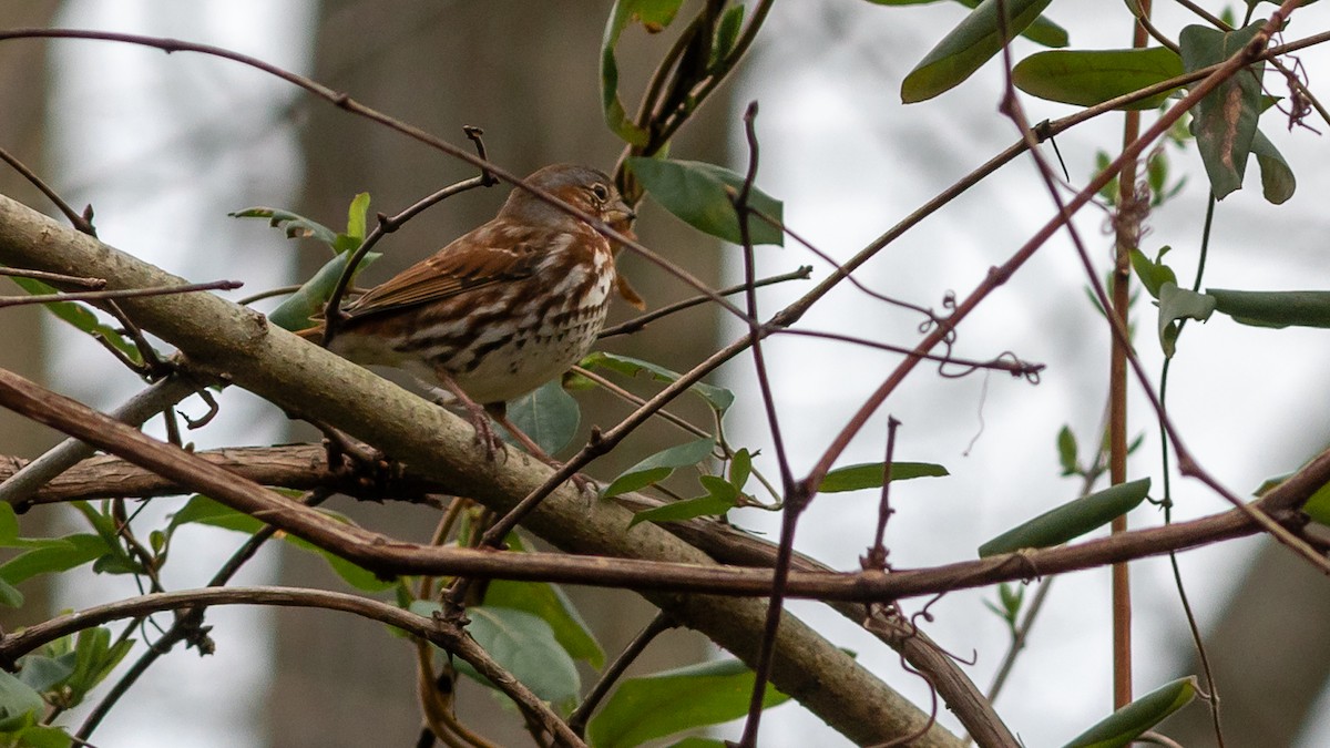 Fox Sparrow - ML320054841