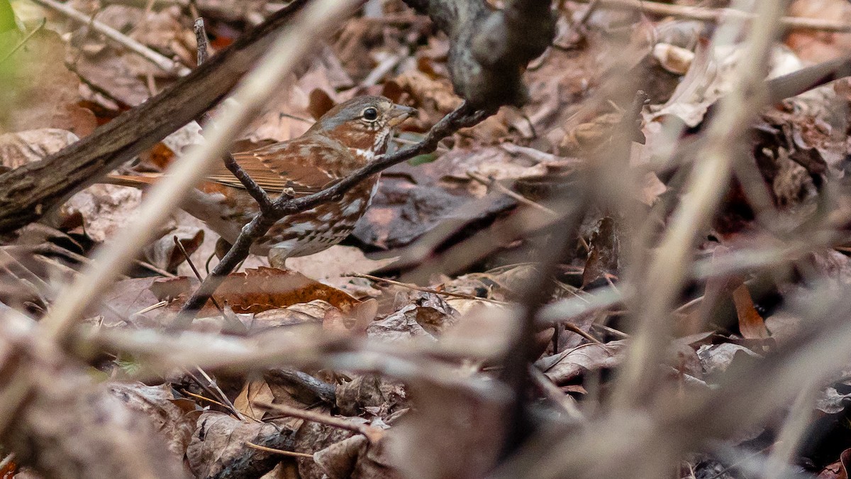 Fox Sparrow - ML320054971