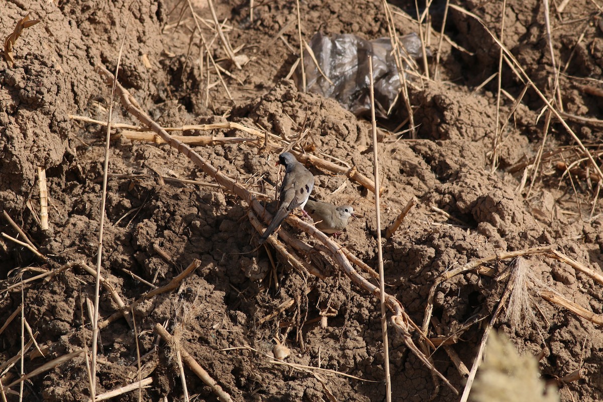 Namaqua Dove - ML32005681