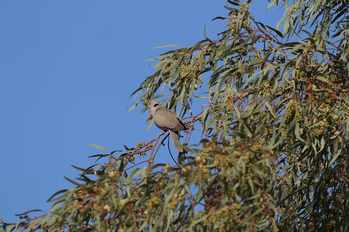 Mourning Collared-Dove - ML32005711