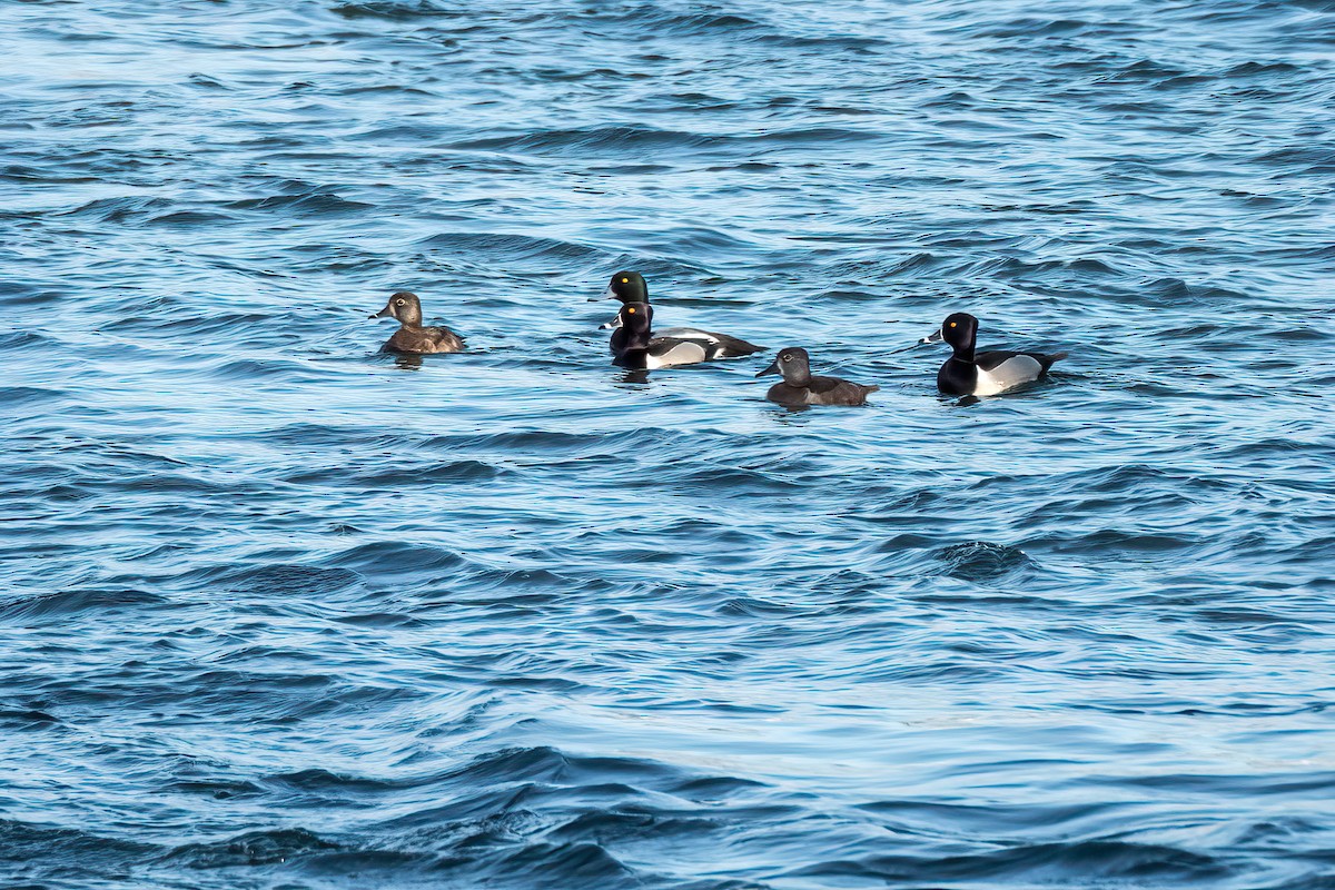 Ring-necked Duck - ML320058771