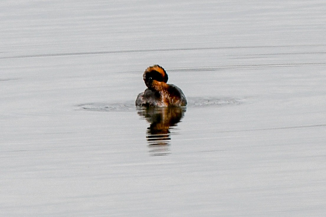 Horned Grebe - Christine Kozlosky