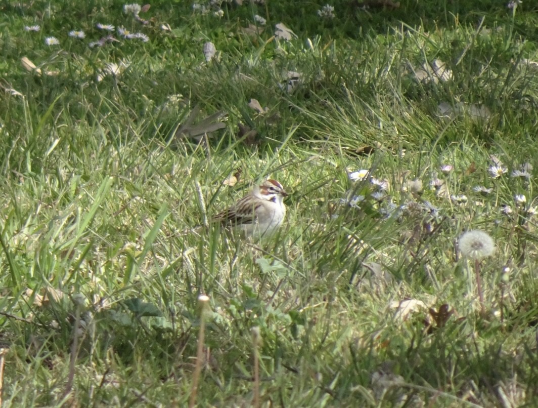 Lark Sparrow - ML320060351