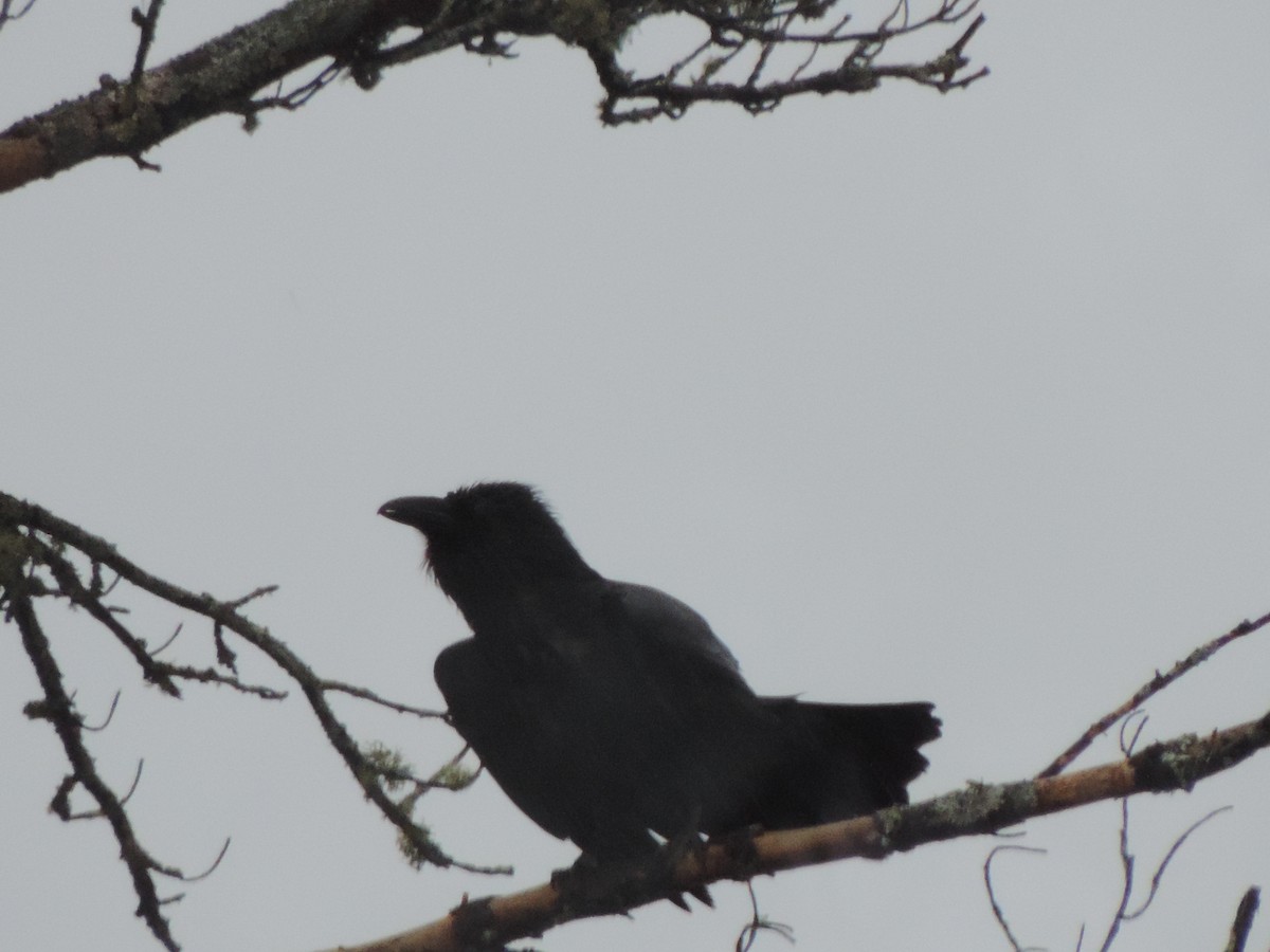 Common Raven - ML320060971