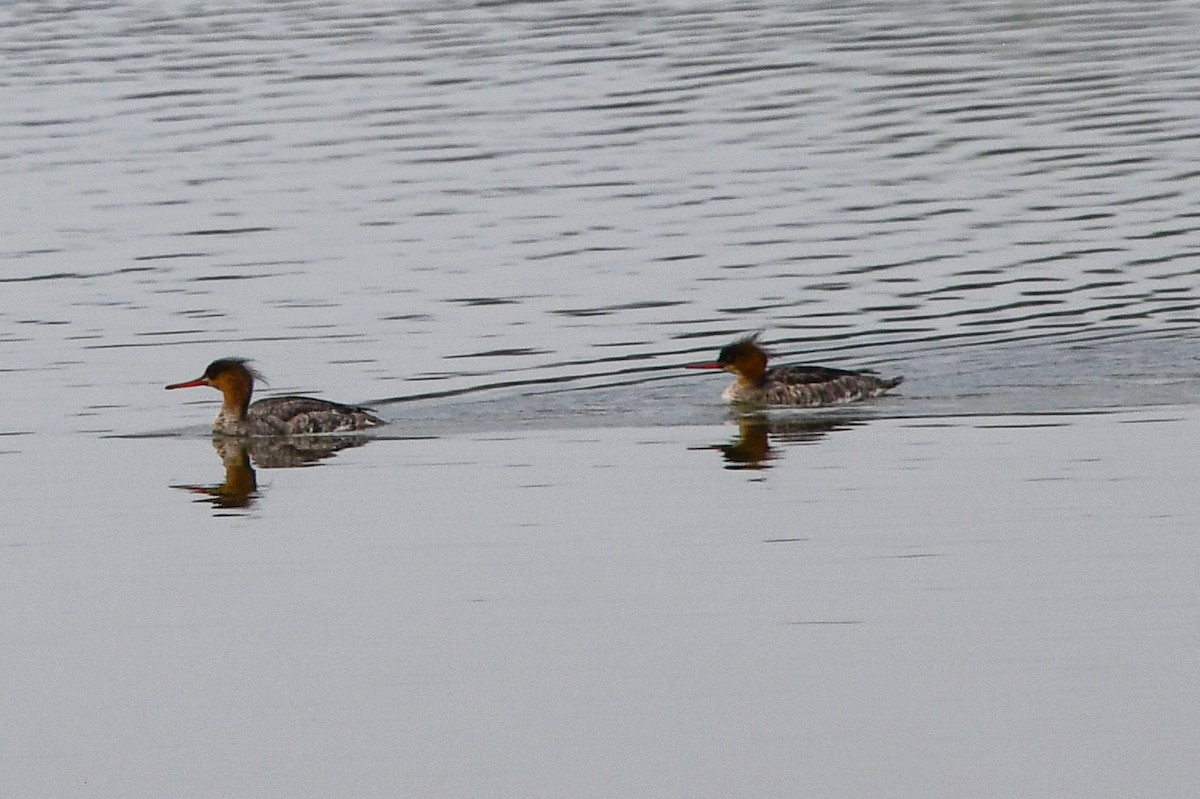 Red-breasted Merganser - ML320061001